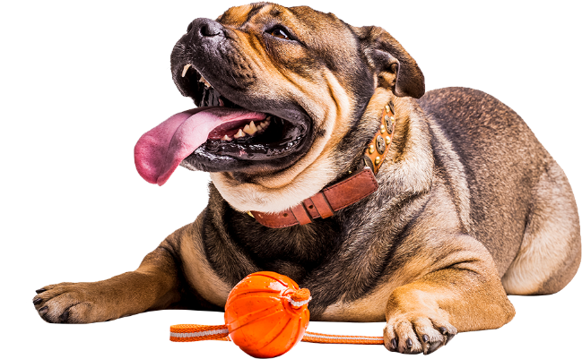 work-with-us-dog work-with-us-dog
